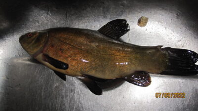 Tench, 0.4 kg