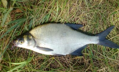 Carp bream, 0.4 kg — Pakumulšių I-asis