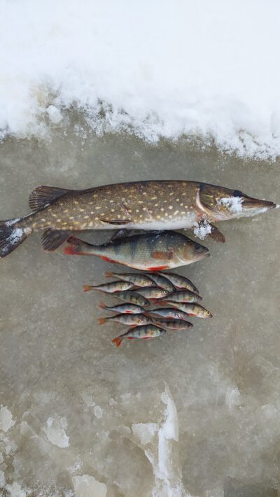 Northern Pike, 2.5 kg
