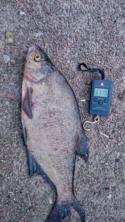 Carp bream, 1.1 kg