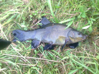 Tench