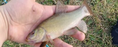 Tench, 0.3 kg