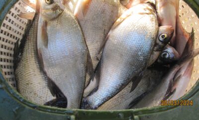 Carp bream ×30 — Pakumulšių II-asis