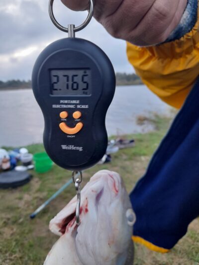 Carp bream