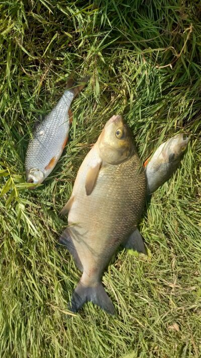 Carp bream, 1.6 kg — Neman River