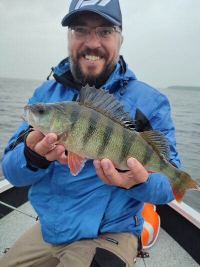 Eurasian perch, 0.7 kg — Avilys