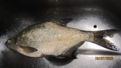 Carp bream, 0.4 kg