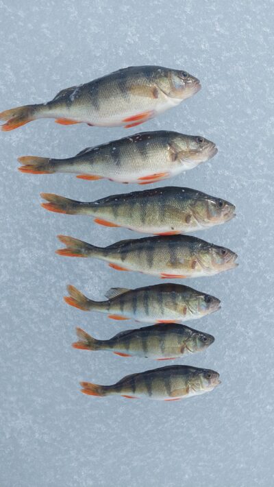 Eurasian perch ×7