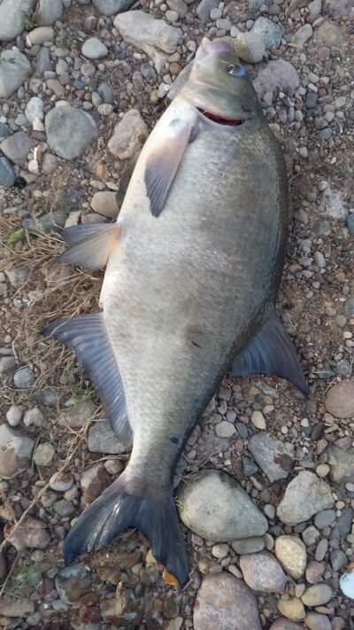 Carp bream, 2.4 kg