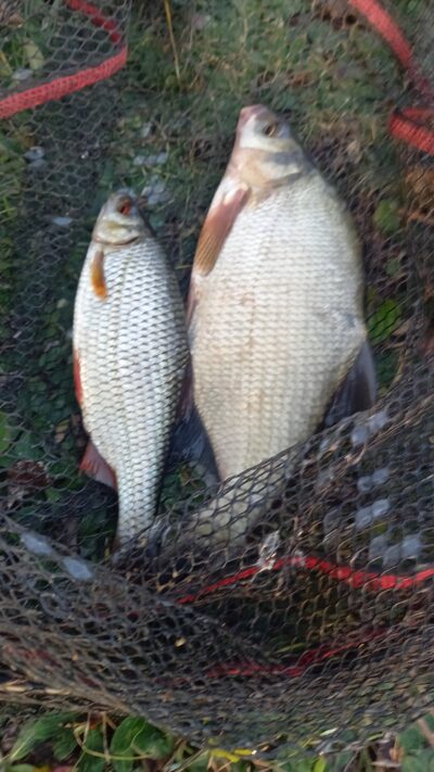 Carp bream — Naudvario