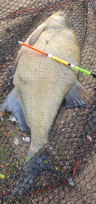 Carp bream, 1.9 kg