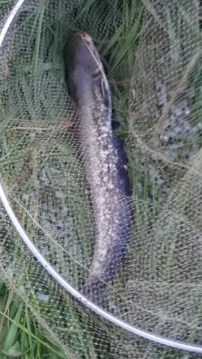 Wels catfish — Neman River