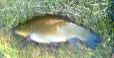 Tench, 0.9 kg — Pakumulšių I-asis