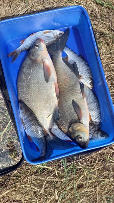 Carp bream ×2 — Neman River