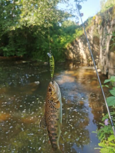Brown Trout ×4