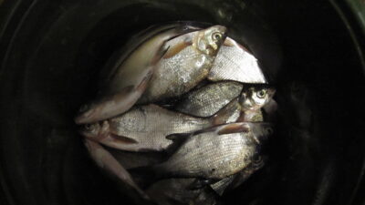 Carp bream ×14