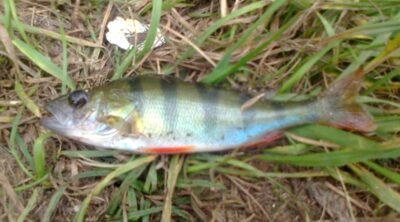 Eurasian perch ×4