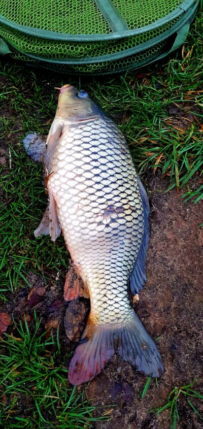 Mirror carp, 2.3 kg — Neman River