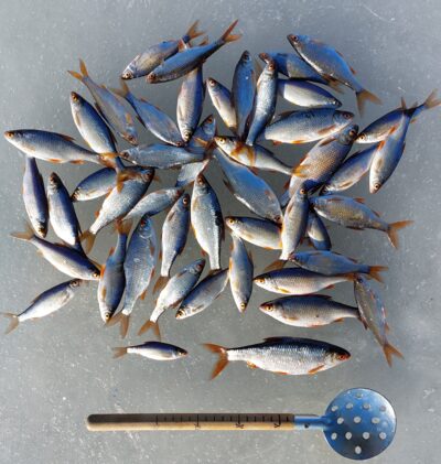 Roach ×47