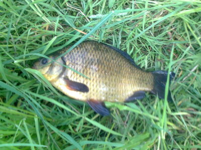 Crucian carp, 0.5 kg — Pakumulšių I-asis