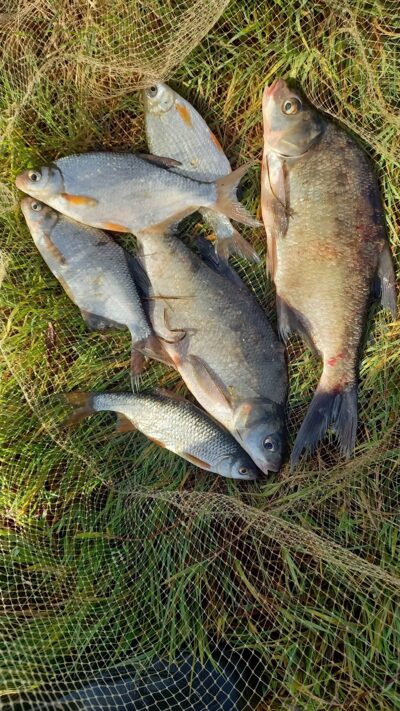 Carp bream ×2 — Naudvario