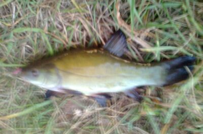 Tench ×2