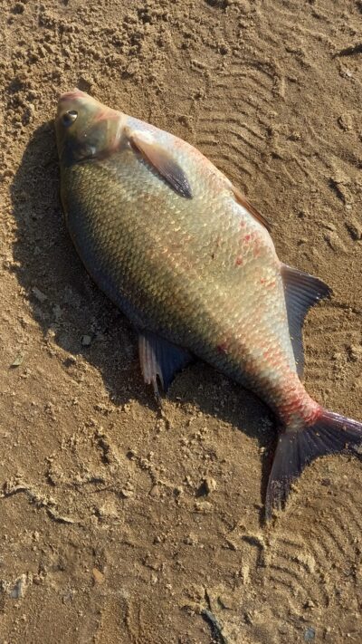 Carp bream, 1.3 kg — Neman River