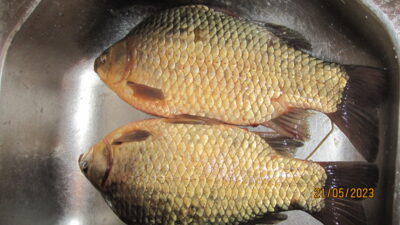 Prussian carp ×2 — Pakumulšių I-asis