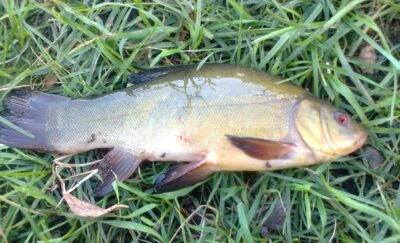 Tench, 0.4 kg — Pakumulšių I-asis