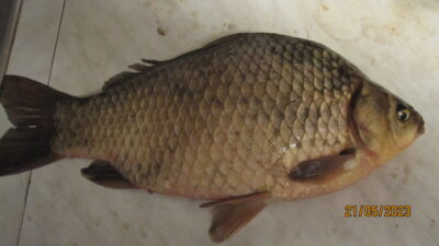 Prussian carp, 1.1 kg