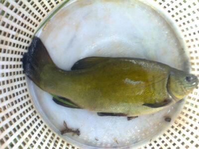 Tench