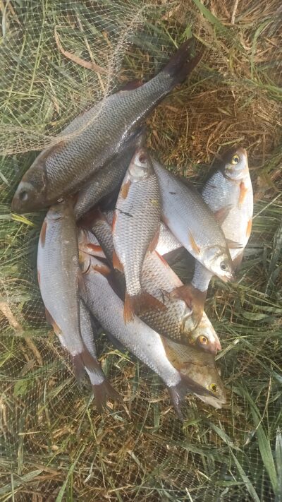 Roach ×5 — Neman River