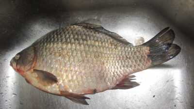 Prussian carp, 0.9 kg