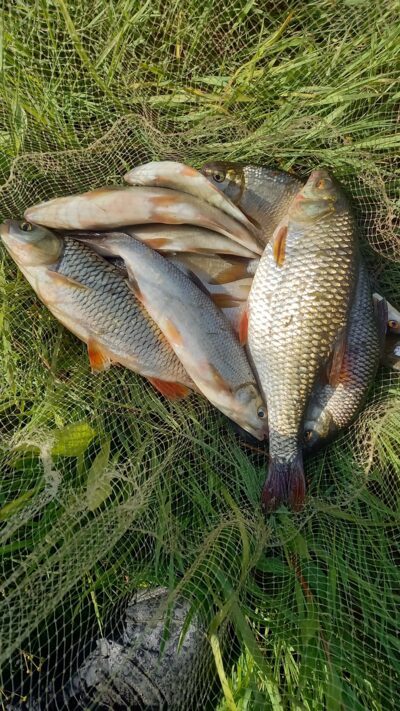 Roach ×5 — Neman River