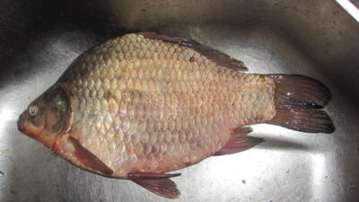 Prussian carp, 0.9 kg