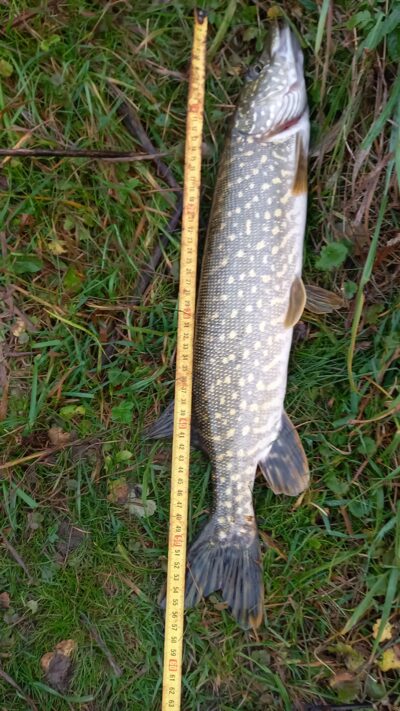 Northern Pike ×2 — Karklėnų