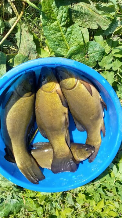 Tench ×4 — Užvenčio