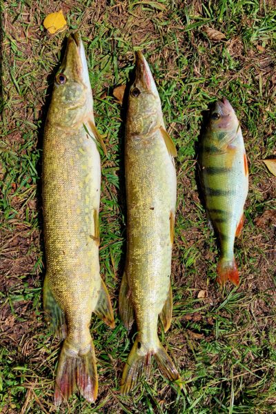 Northern Pike ×2 — Asveja