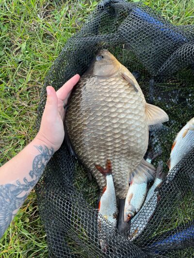 Crucian carp, 1.9 kg — Talkša