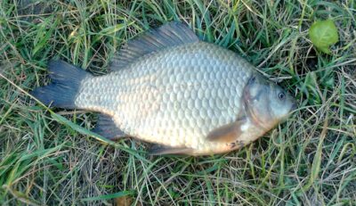 Prussian carp, 1.0 kg — Pakumulšių I-asis
