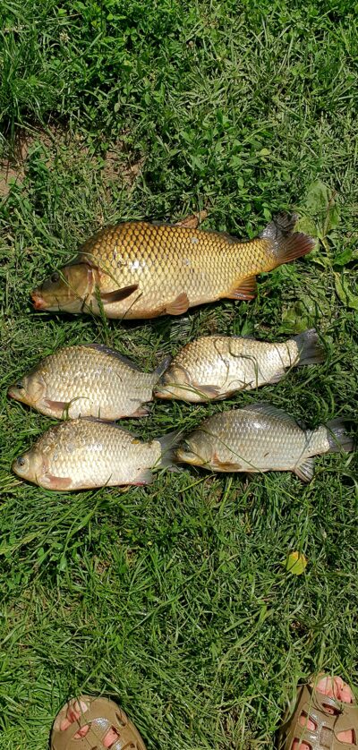 Prussian carp ×5 — Neman River