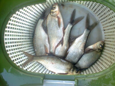 Silver Bream ×6