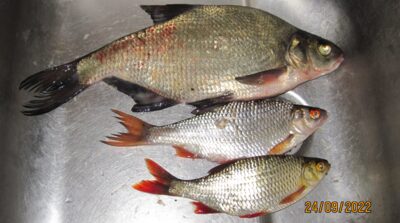 Carp bream, 0.5 kg