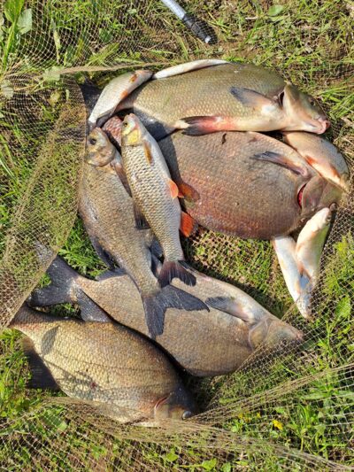 Carp bream ×5 — Neman River