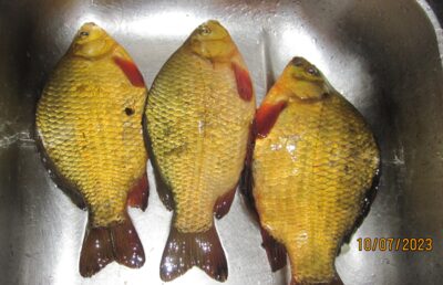 Crucian carp ×3 — Pakumulšių I-asis