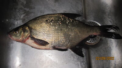 Carp bream, 0.5 kg