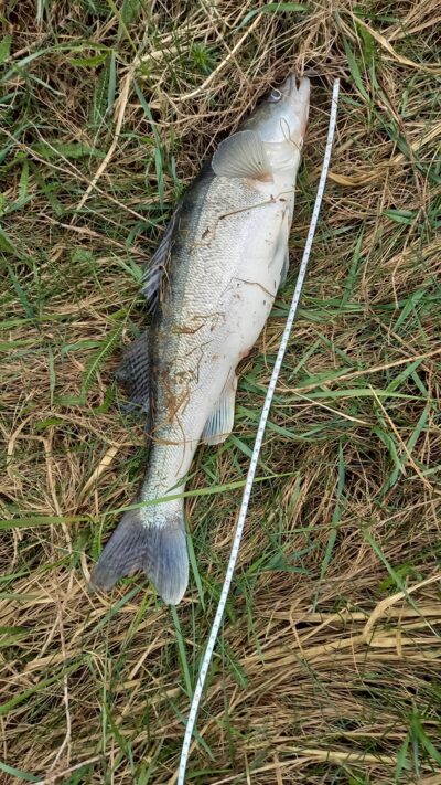 Pike perch, 1.5 kg — Neman River