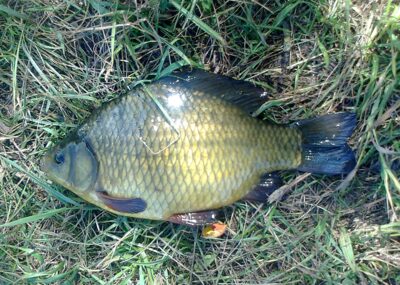 Crucian carp, 0.6 kg — Pakumulšių I-asis