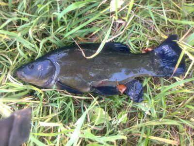 Tench, 0.6 kg — Pakumulšių I-asis