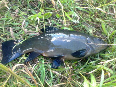 Tench, 0.6 kg — Pakumulšių I-asis
